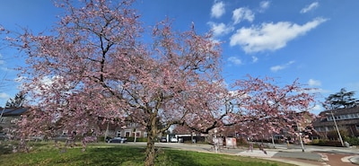 Zo mooi! De bloesem loopt weer uit in Amersfoort
