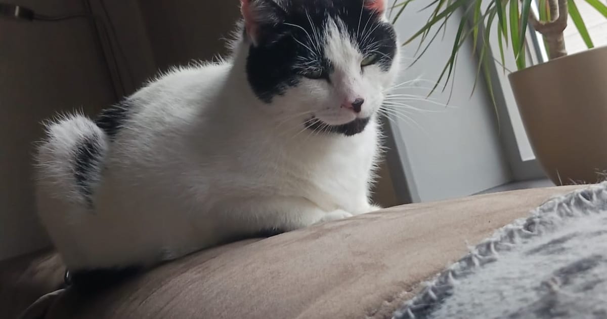 Heb jij Sushi gezien? Dit huisdier wordt in Terneuzen vermist