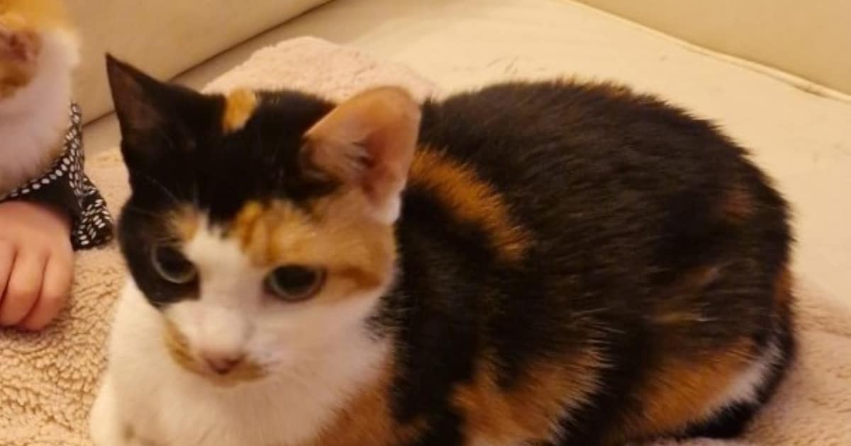Heb jij Lola gezien? Dit huisdier wordt in Alblasserdam vermist