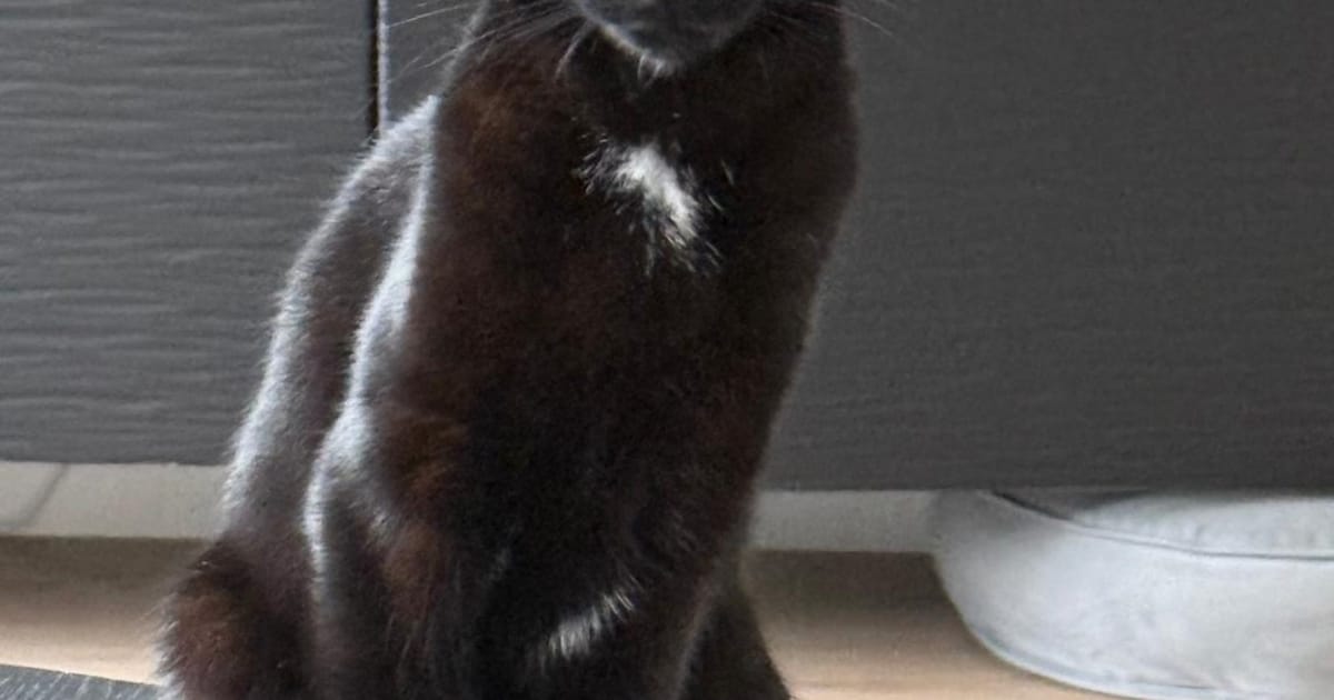 Heb jij Zaza gezien? Dit huisdier wordt in Stede Broec vermist