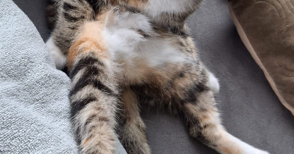 Heb jij Puck of Kokkie gezien? Deze twee huisdieren worden in Schagen vermist