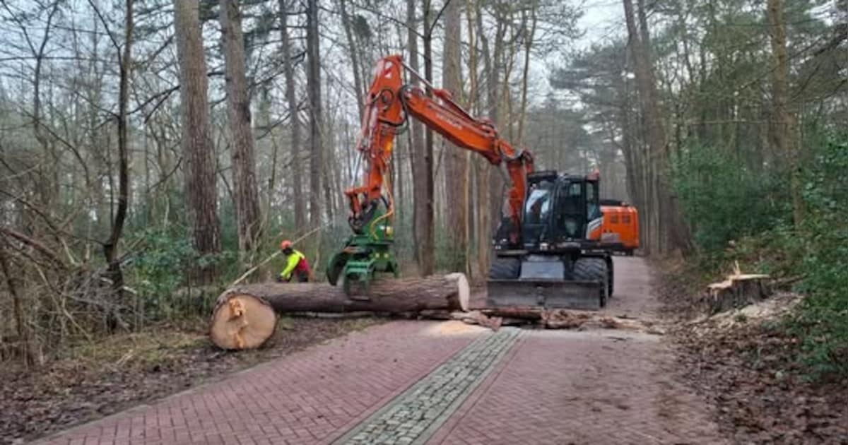 Staatsbosbeheer voert boomveiligheidscontrole uit in Nationaal Park Duinen van Texel