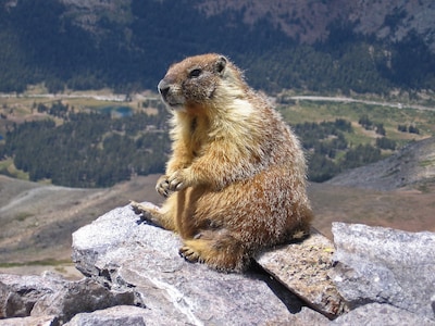 Dit zijn de nieuwste sterren op erotische filmpjessite OnlyFans: marmotten