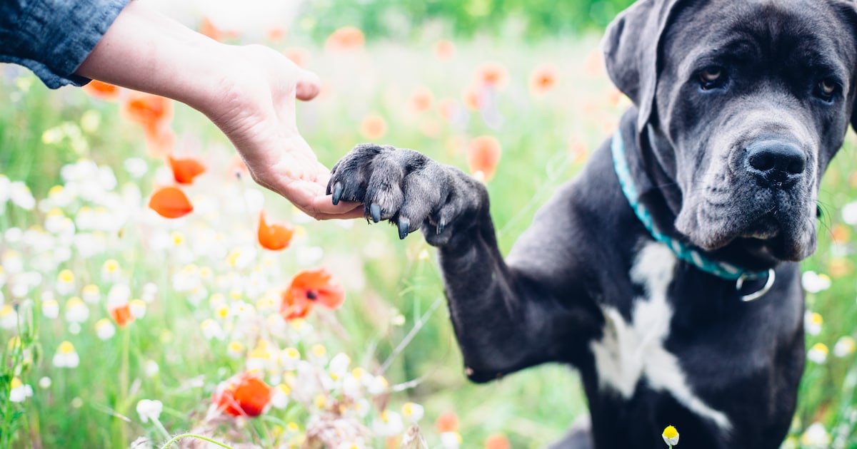 Vader en zoon uit Leersum worden het niet eens over wie de eigenaar van hond is: rechter moet eraan 