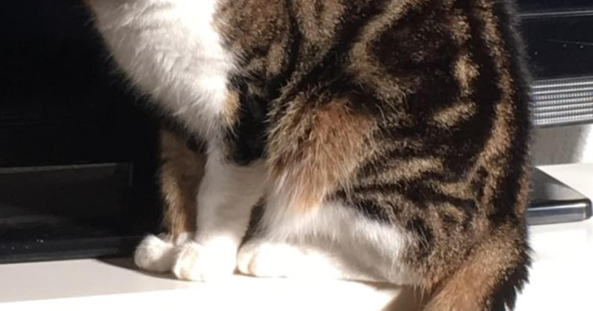 Heb jij Gino, Biscuit of Katie gezien? Deze vier huisdieren worden in Delft vermist