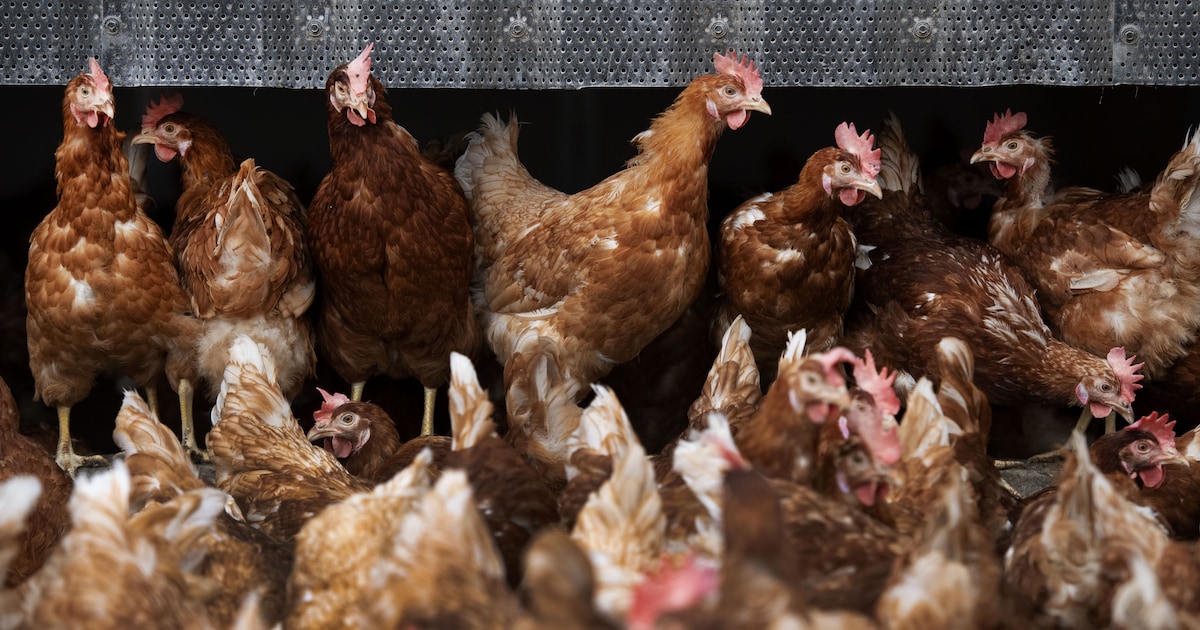 Vogelgriep vastgesteld bij pluimveebedrijf in Biddinghuizen: 55.000 kippen geruimd