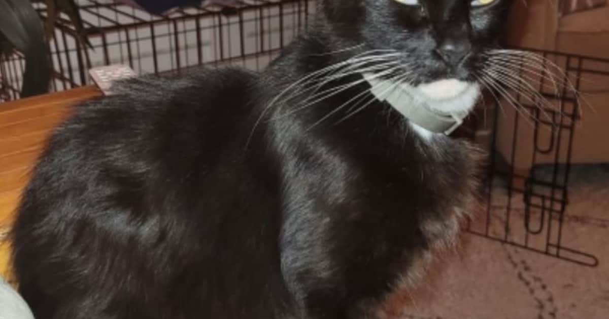 Heb jij Bandit gezien? Dit huisdier wordt in Weststellingwerf vermist