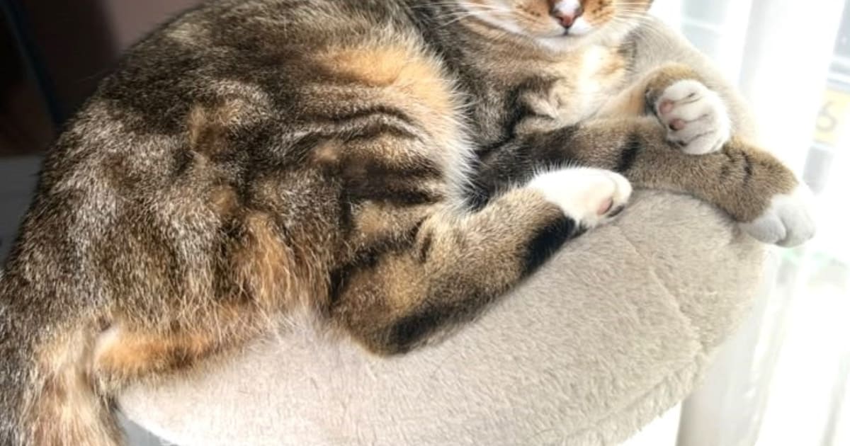 Heb jij Maya gezien? Dit huisdier wordt in Midden-Drenthe vermist