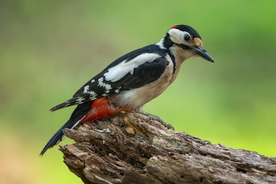 Vroege vogelwandeling in Boswachterij Dorst, gidsen delen hun kennis