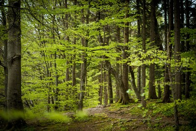Boomfeestdag Oss: 550 leerlingen voeren opdrachten uit in het bos