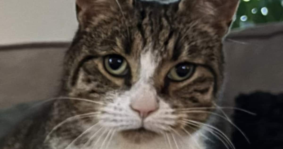Heb jij James, Bella of Runa gezien? Deze zes huisdieren worden in Hollands Kroon vermist