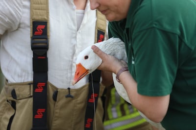 Brandweer opnieuw in actie voor ganzen met visdraad in Wekerom