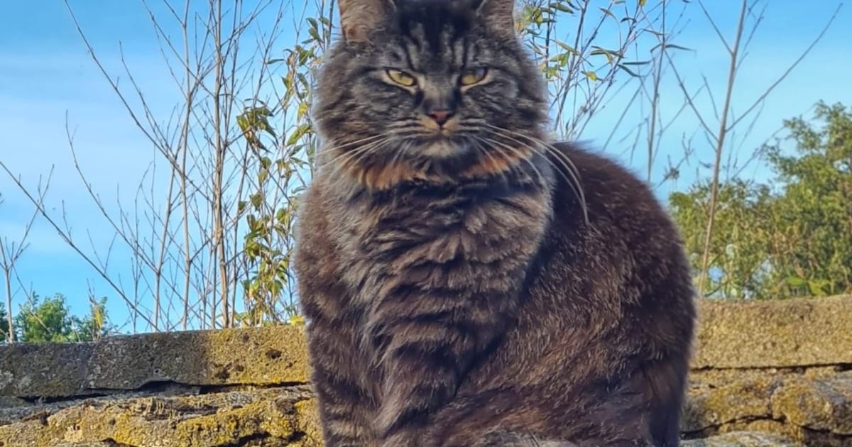 Heb jij Fuzz gezien? Dit huisdier wordt in Drechterland vermist