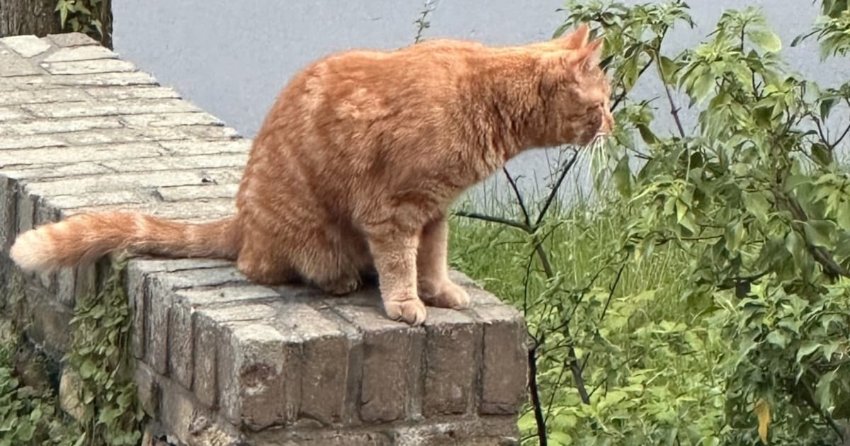 Heb jij Lampje gezien? Dit huisdier wordt in Bloemendaal vermist