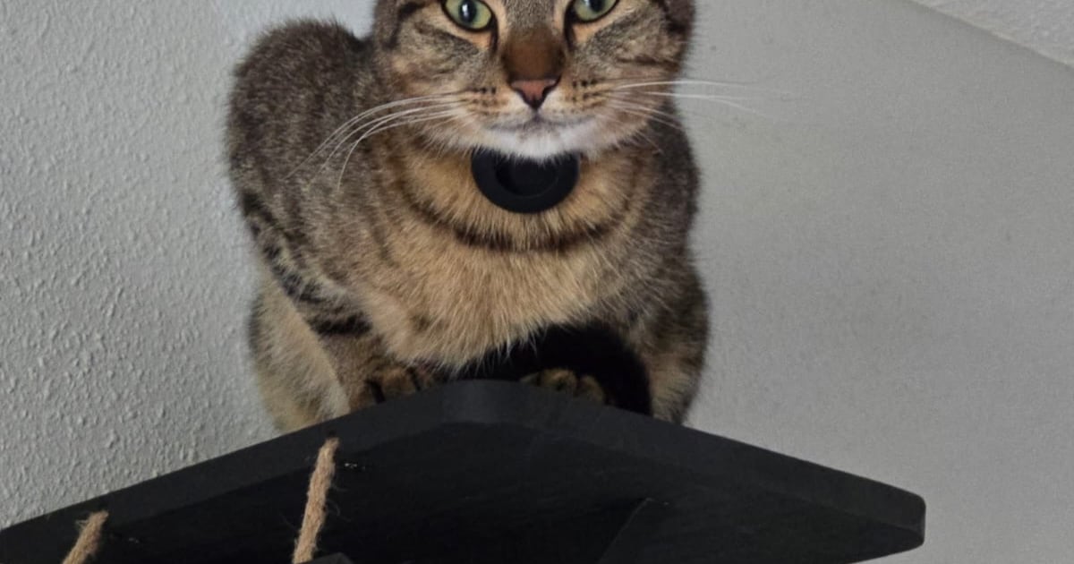 Heb jij Feli, Leo of Tile gezien? Deze 10 huisdieren worden in Enschede vermist