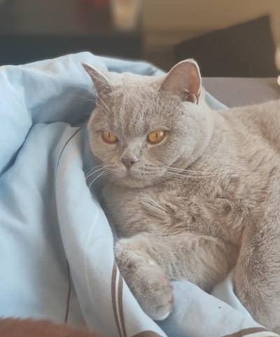 Heb jij Blue of Ted gezien? Deze twee huisdieren worden in Boxtel vermist