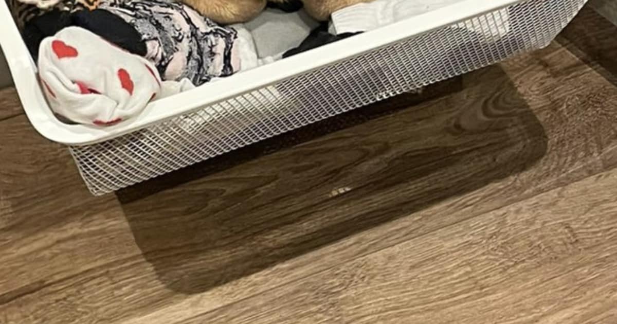 Heb jij Sirah gezien? Dit huisdier wordt in Almere vermist