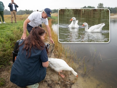 Na zes weken in het ziekenhuis volgt tranentrekkend weerzien tussen gans Jansen en zijn maatje: ‘We 