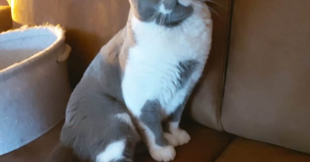 Heb jij Eddie gezien? Dit huisdier wordt in Enkhuizen vermist