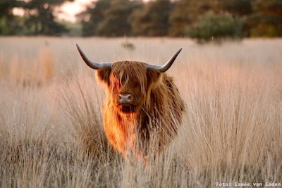 Stoere grazers op Veluwezoom