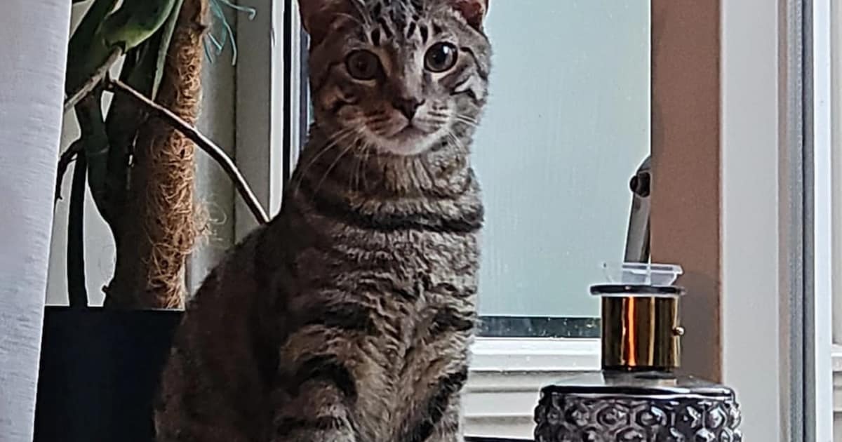 Heb jij Tijger of Champ gezien? Deze twee huisdieren worden in Diemen vermist