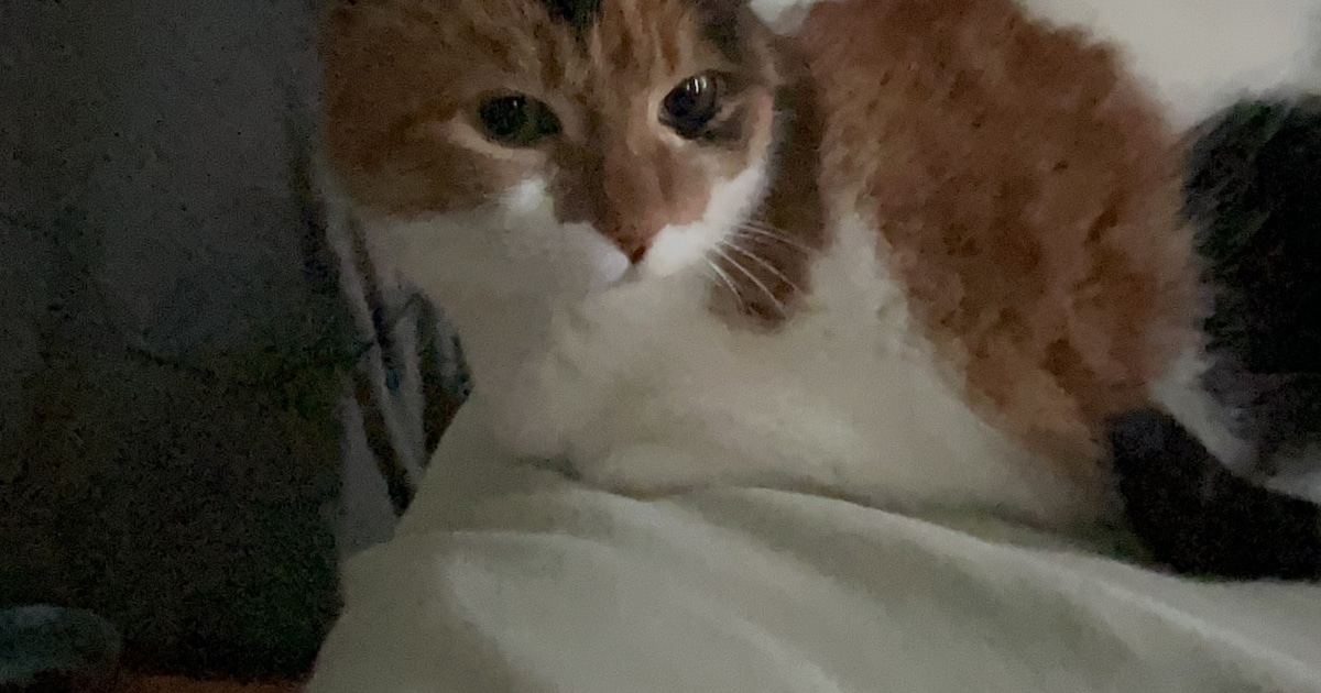 Heb jij Joep gezien? Dit huisdier wordt in Oirschot vermist