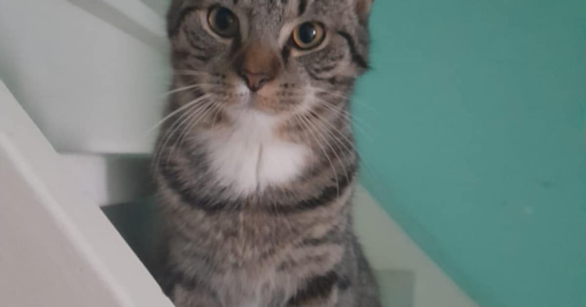 Heb jij Kittie, Zoë of Whiskey gezien? Deze zes huisdieren worden in Buren vermist