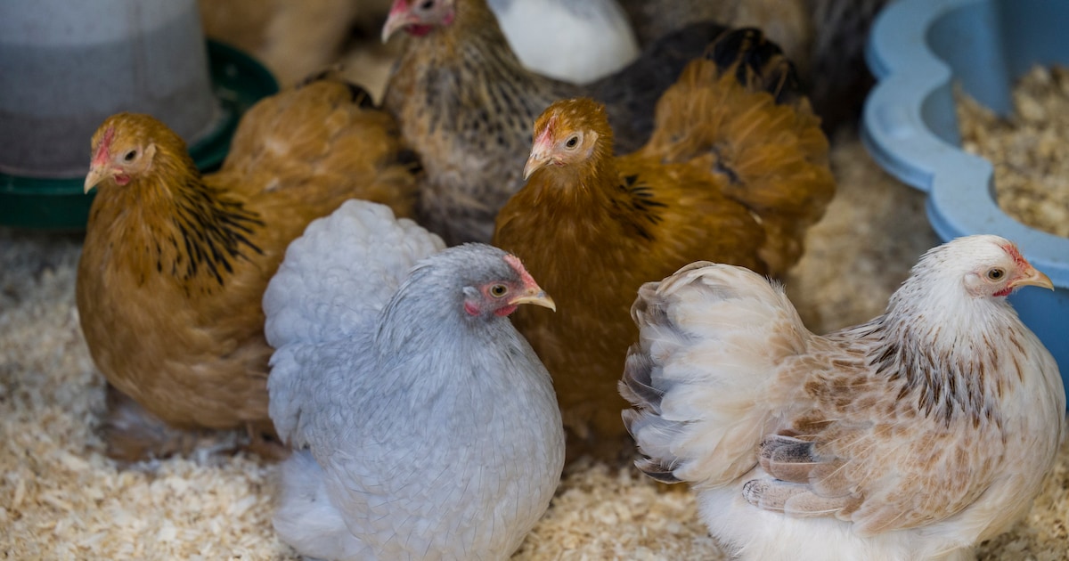 Kinderboerderij Kamerik tijdelijk dicht om vogelgriep, groot deel van het pluimvee uit voorzorg geru