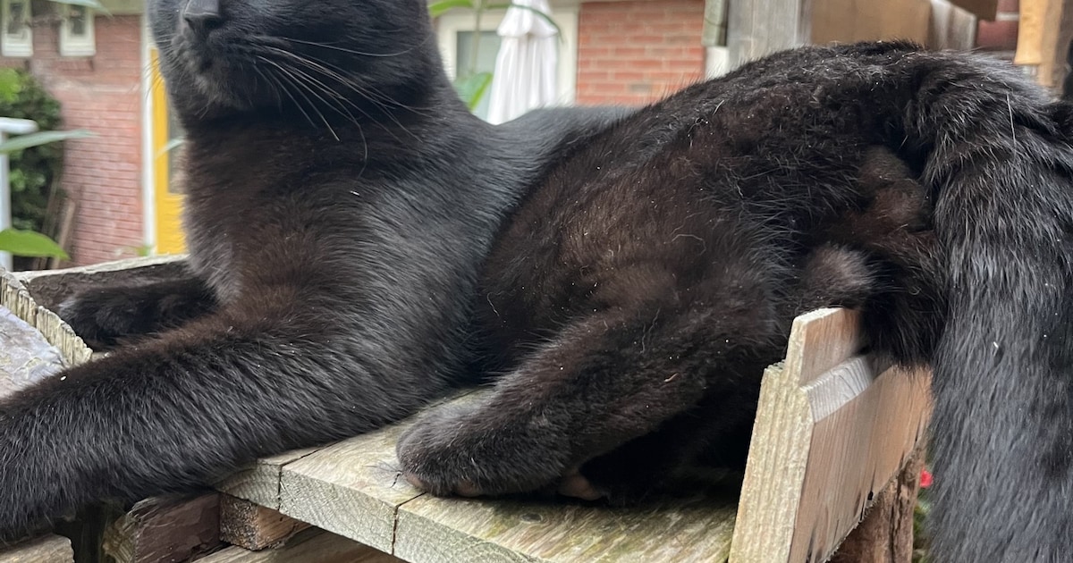 Heb jij Louis, Ziva of Flip gezien? Deze negen huisdieren worden in Groningen vermist