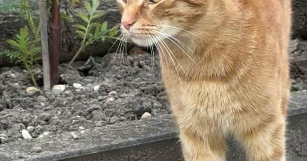 Heb jij Ziggy of Shimi gezien? Deze twee huisdieren worden in Wijchen vermist