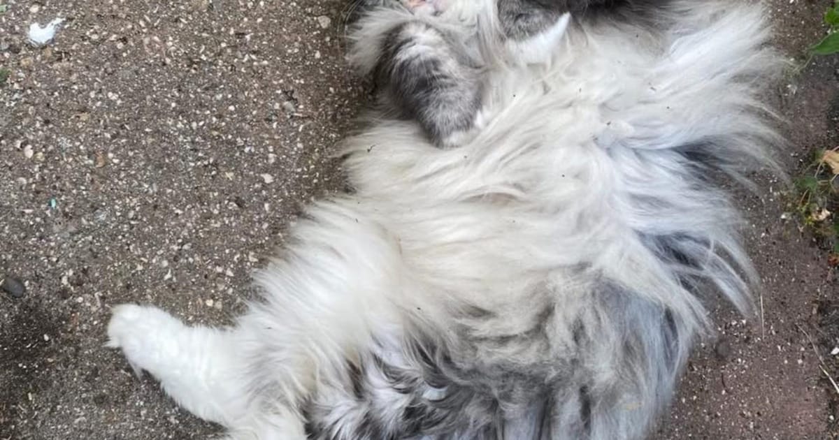 Heb jij Toby, Miso of Hitchy gezien? Deze zeven huisdieren worden in Hilversum vermist