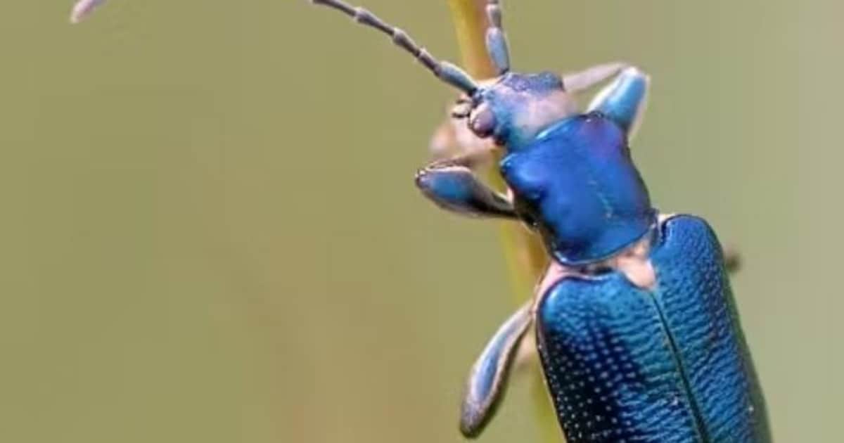 Nieuw record biodiversiteitsdag in Leeuwarden