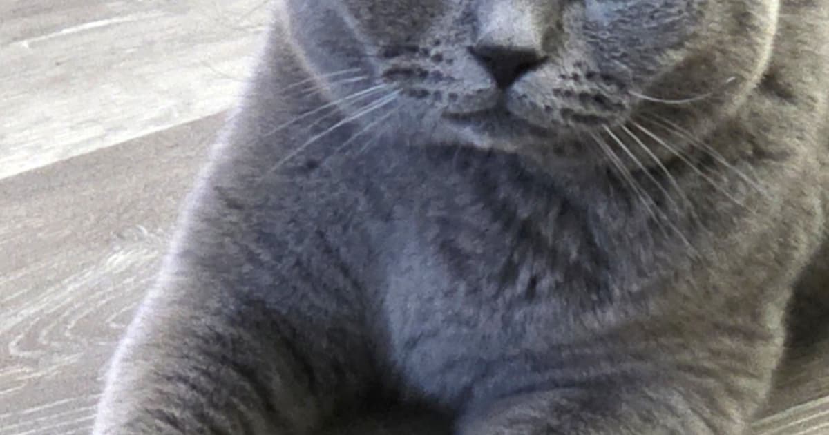 Heb jij Nuka gezien? Dit huisdier wordt in Voorschoten vermist