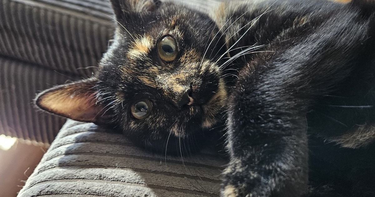 Heb jij Bliksem of Babbel gezien? Deze twee huisdieren worden in Dinkelland vermist