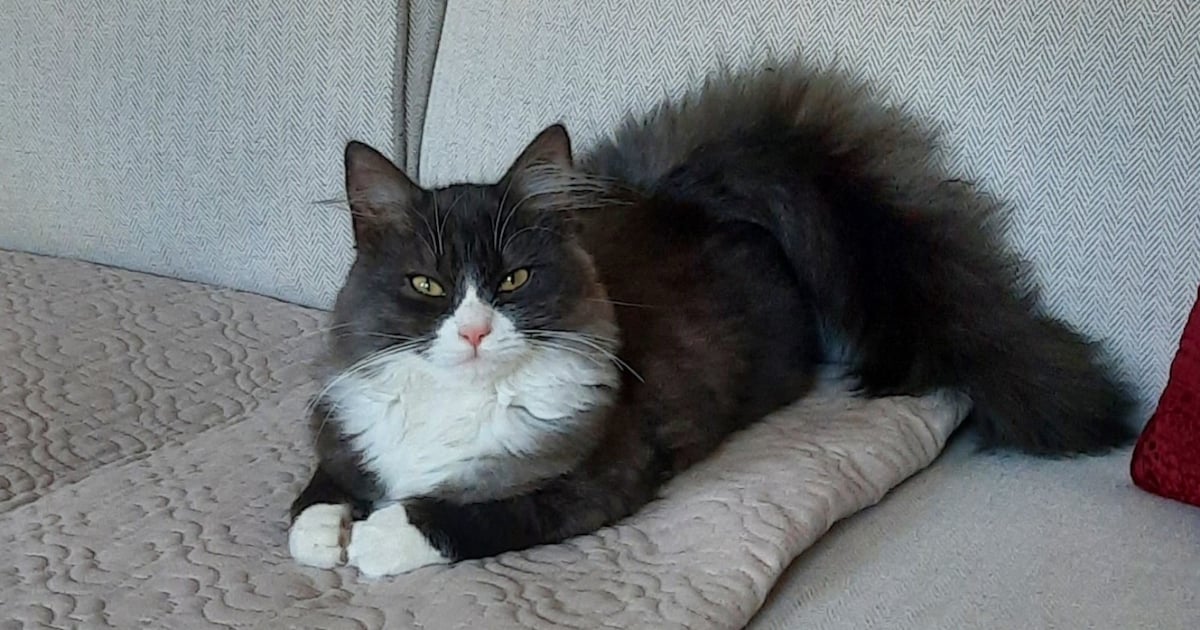 Heb jij Doortje gezien? Dit huisdier wordt in Reimerswaal vermist