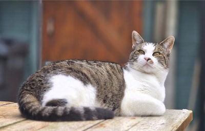 Have you seen Wall-E or Muis? These two pets are missing in Haarlem