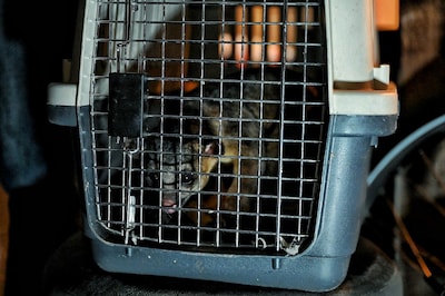 Image related to the article