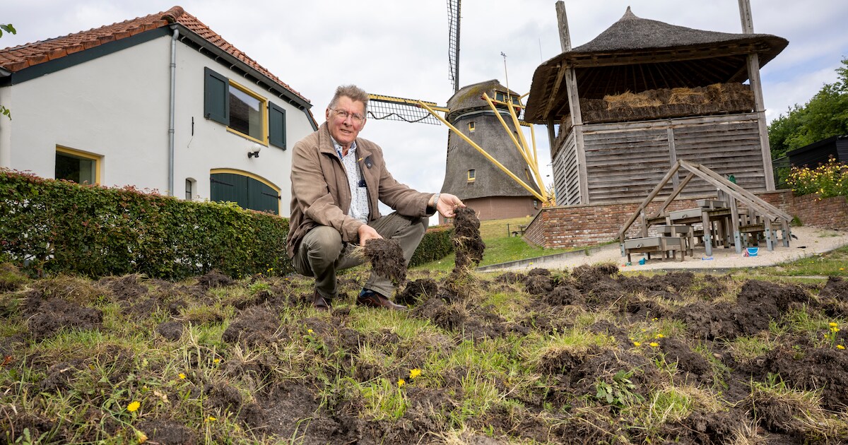 Grasvelden van Vrieze’s Erfgoed plots omgeploegd: ‘In de nachtelijke uren gaan ze aan de wandel’