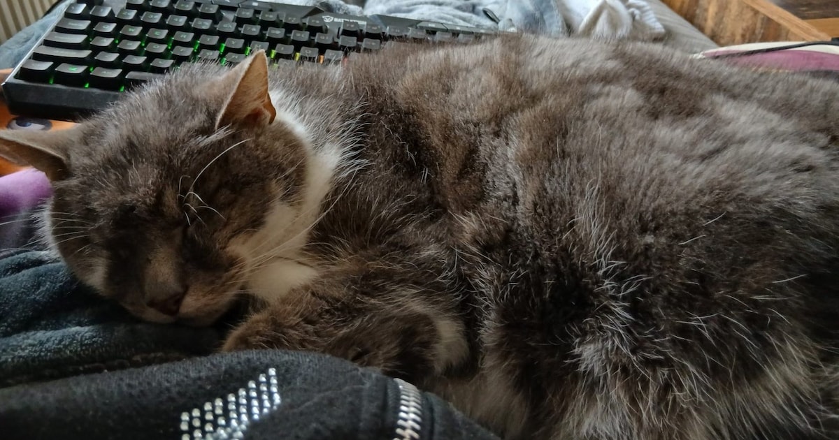 Heb jij Poes gezien? Dit huisdier wordt in Culemborg vermist