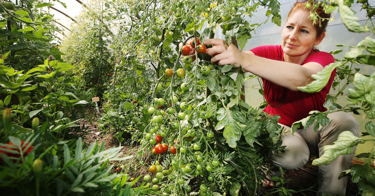 Ecologische moestuinmiddag op landgoed Op Hodenpijl in Schipluiden