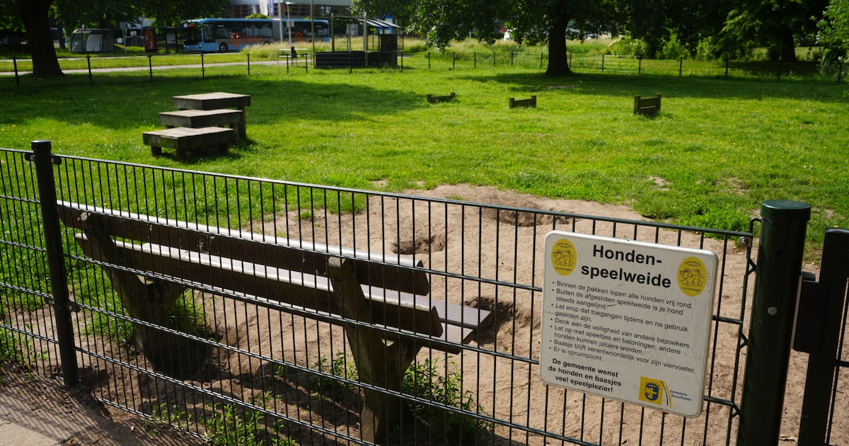 Gevaarlijk plantje voor honden ontdekt in Bunschoten, hier moet je op letten