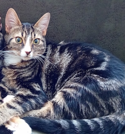 Heb jij Maui gezien? Dit huisdier wordt in Ede vermist