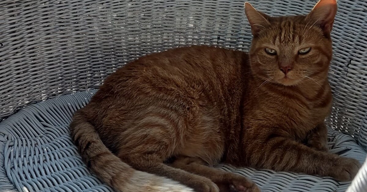 Heb jij Jowi of Rose gezien? Deze twee huisdieren worden in Oegstgeest vermist