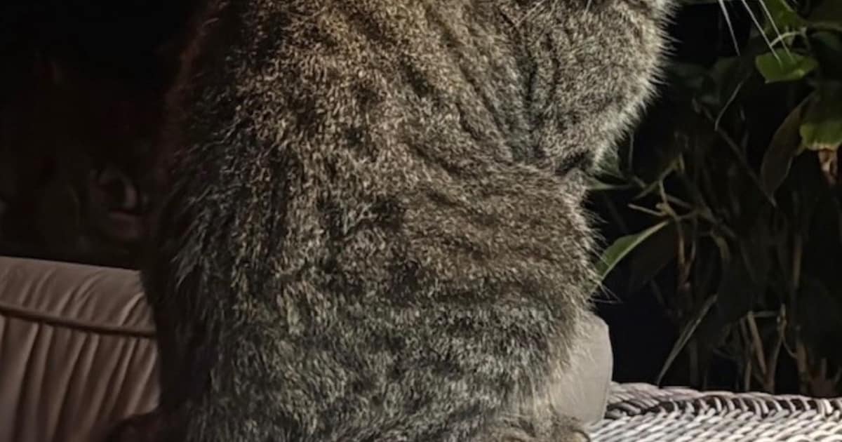 Heb jij Ozzy, Rossie of Siva gezien? Deze zeven huisdieren worden in Leeuwarden vermist