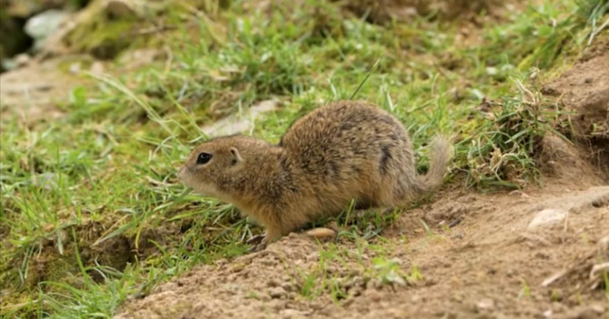 Van Kerkrade naar Tsjechië: GaiaZOO zet bedreigde siezels uit in het wild