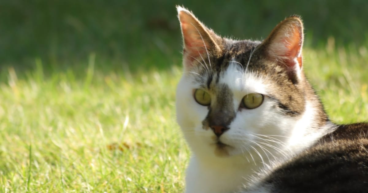 Heb jij Sjoerd gezien? Dit huisdier wordt in De Bilt vermist