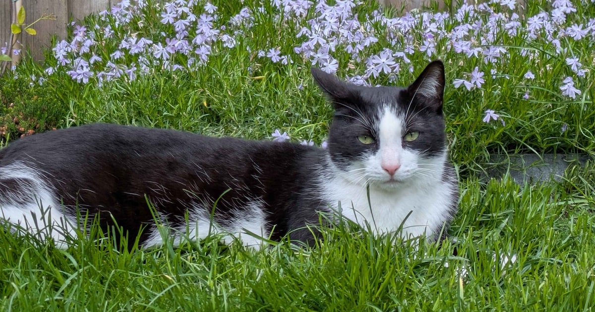 Heb jij Ayla, Rico of Gray gezien? Deze drie huisdieren worden in Waddinxveen vermist