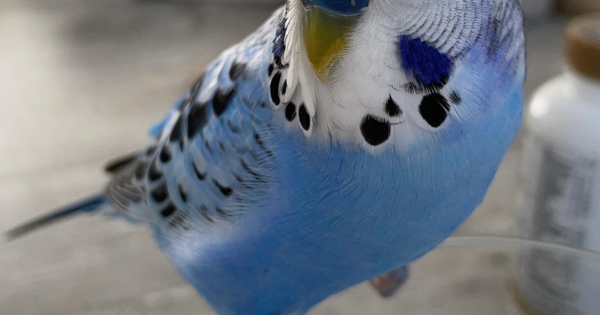 Heb jij Tjibu gezien? Dit huisdier wordt in De Bilt vermist