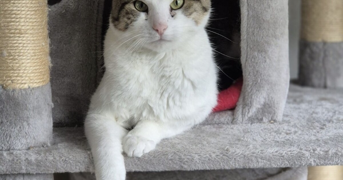 Heb jij Mango gezien? Dit huisdier wordt in Woudenberg vermist