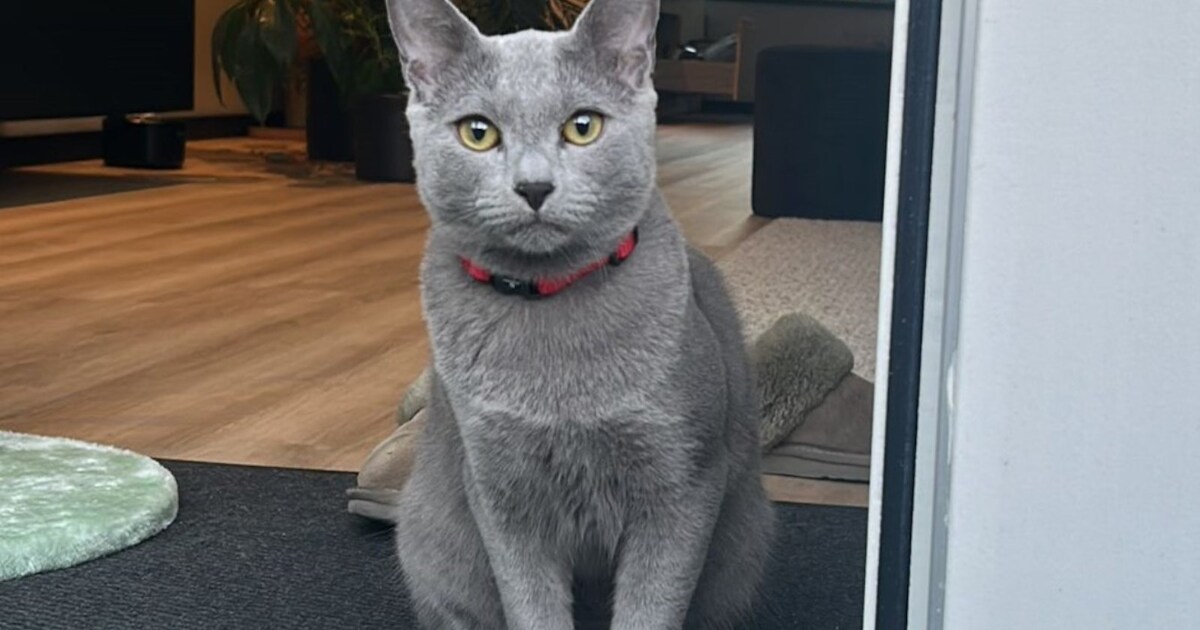 Heb jij Gijs of Rüvjen gezien? Deze twee huisdieren worden in Krimpenerwaard vermist